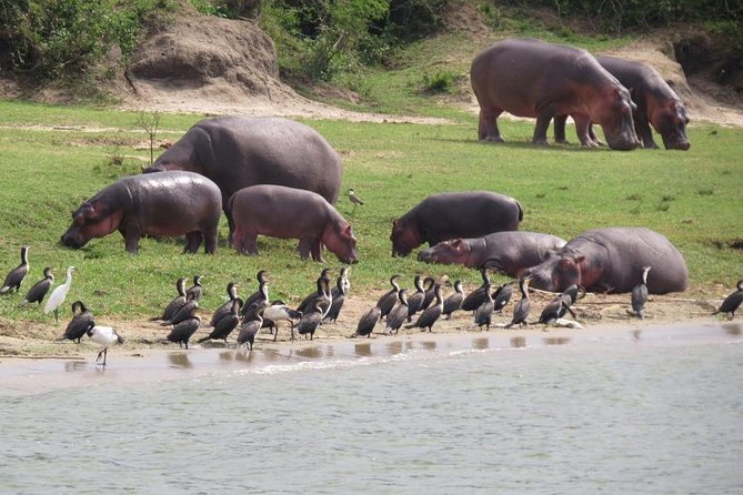 1 Day Akagera Game Drive Safari - Leaving Kigali at 5:30 am