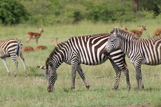 1 Day Akagera Game Drive Safari - What makes Akagera different