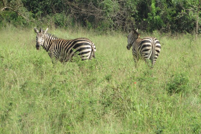 1 Day Akagera Game Drive Safari - What the private vehicle changes