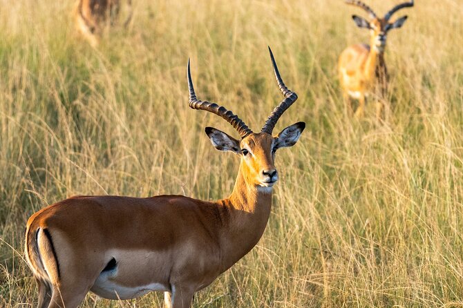 1-Day Akagera National Park Safari Experience - Why Akagera makes a strong one-day safari