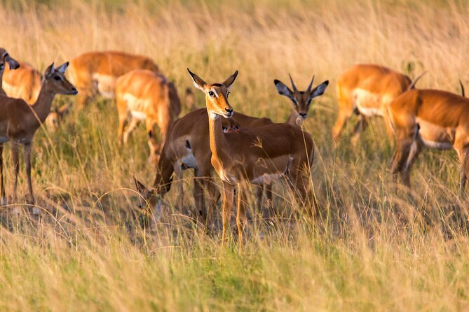 1-Day Akagera National Park Safari Experience - Entering Akagera’s open country