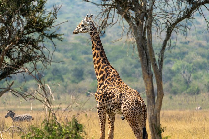 1-Day Akagera National Park Safari Experience - What you might see in six hours