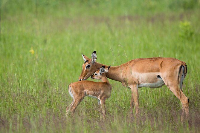 1-Day Akagera National Park Safari Experience - A private 4x4 and what that means