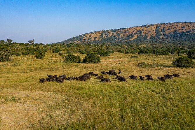 1-Day Akagera National Park Safari Experience - Is $594 good value?