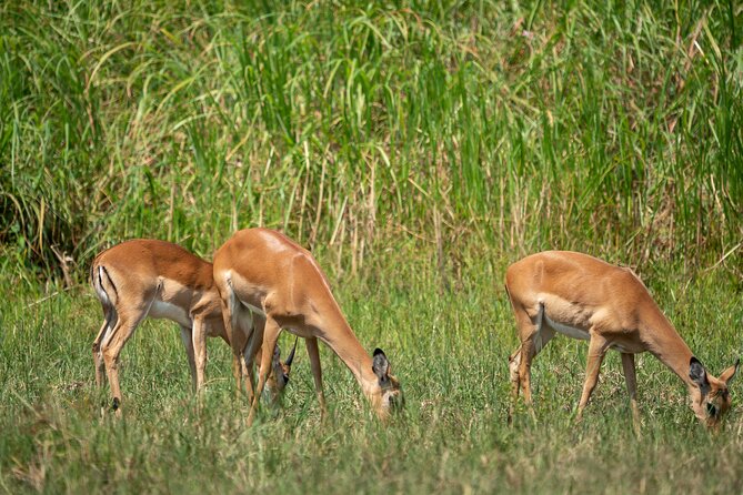1-Day Akagera National Park Safari Experience - Rain, comfort, and realistic expectations