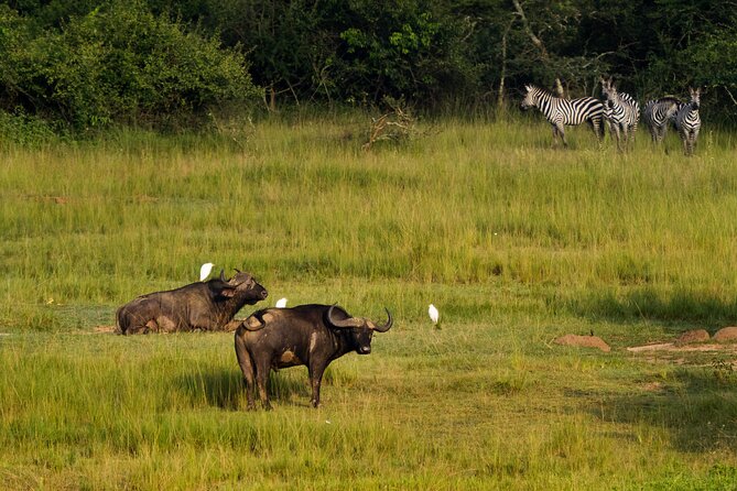 1-Day Akagera National Park Safari Experience - Booking details that matter