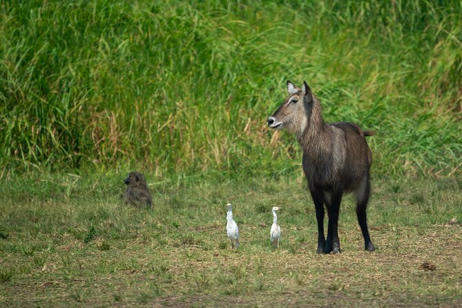 1-Day Akagera National Park Safari Experience - The guide can shape the entire day