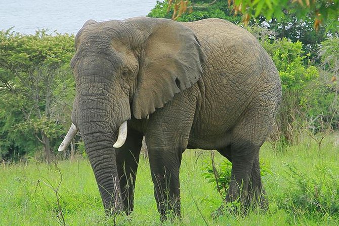 1 Day Akagera Wildlife Safari ( 2 Pax Min) - Why Akagera works as a one-day safari