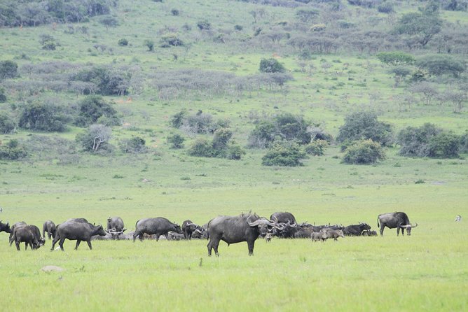 1 Day Akagera Wildlife Safari ( 2 Pax Min) - Lunch, water, and what the price really covers