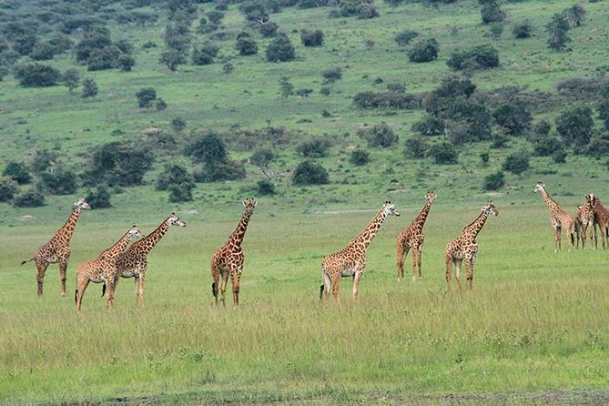 1 Day Akagera Wildlife Safari ( 2 Pax Min) - Booking details that matter