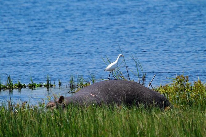 1 Day Akagera Wildlife Safaris Rwanda (2 Pax Min) - Why Akagera makes a strong one-day safari