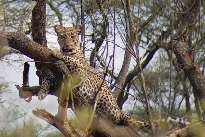 1 Day Akagera Wildlife Safaris Rwanda (2 Pax Min) - Why the private format matters