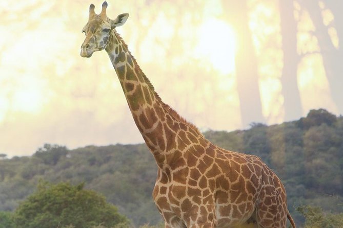 1 Day Akagera Wildlife Safaris Rwanda (2 Pax Min) - Who should book this Akagera day trip?