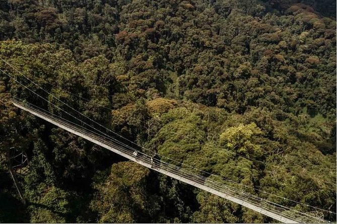 1 Day Canopy Walk Adventure in Nyungwe Forest National Park - Key points before you book
