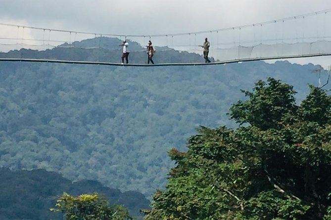 1 Day Canopy walk way in Nyungwe Natioinal park - Gisakura tea plantation: a useful stop before or after the forest