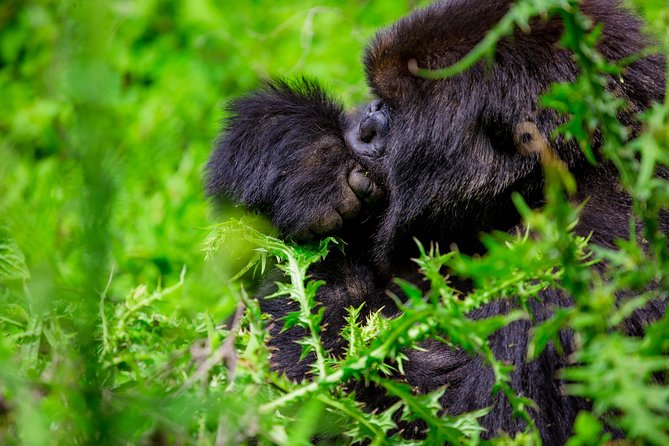 1 Day Gorilla Trekking Safari Tour - Why this gorilla trek feels so special