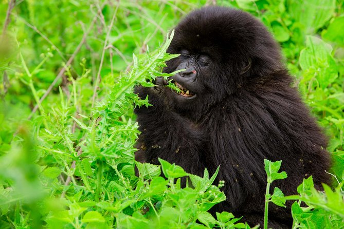 1 Day Gorilla Trekking Safari Tour - The Kinigi briefing at 8:30 am