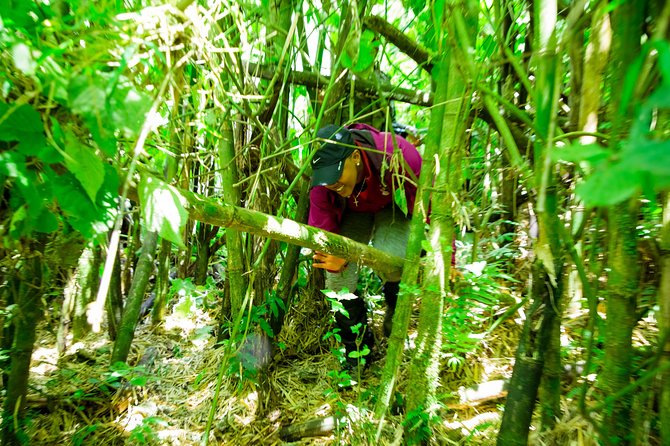 1 Day Gorilla Trekking Safari Tour - What the $2,650 price really covers