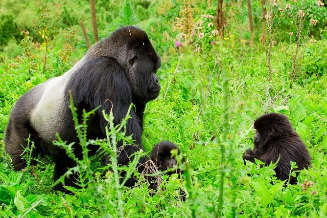 1 Day Gorilla Trekking Safari Tour - Leaving Kigali before sunrise