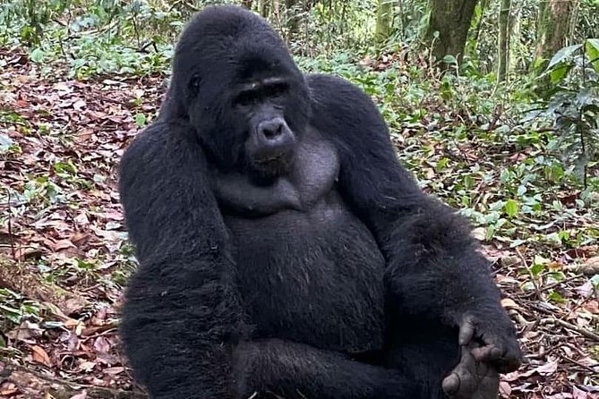 1 Day Gorilla Trekking Uganda - Why this one-day trek is such a bold Kigali day trip