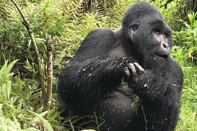 1 Day Gorilla Trekking Uganda - Choosing between Mgahinga and Bwindi