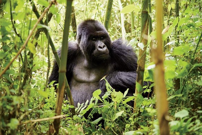 1 Day Gorilla trekking volcanoes national park - What the guide and driver add