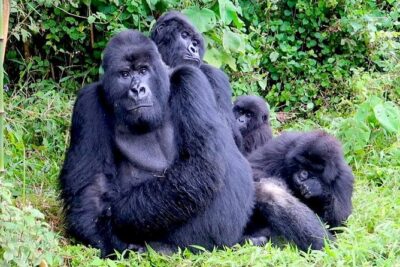 1 Day Gorilla trekking volcanoes national park