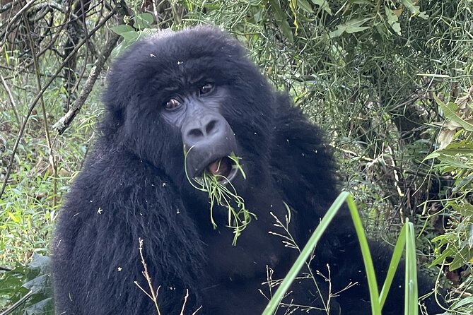 1 Day Guided Gorilla Trekking Safari Experience in Rwanda - Who should choose this format
