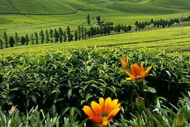 1-Day Lake Kivu Karongi Boat Cruise & Coffee farming with Lunch - Choose the Environmental Museum or coffee farming