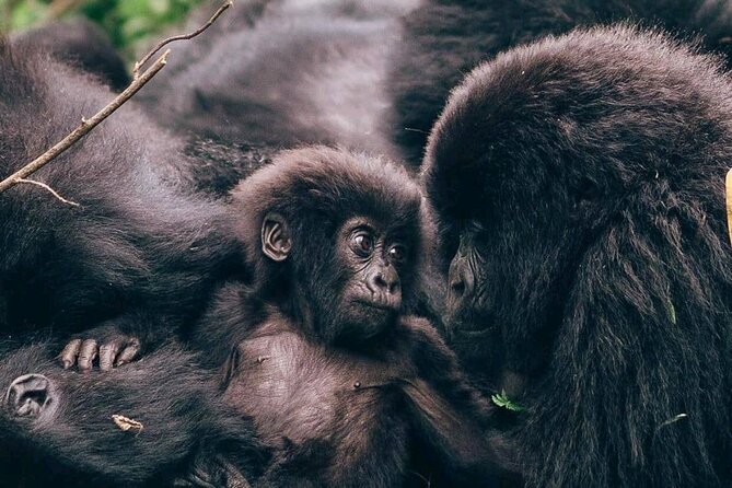 1 Day Rwanda Gorilla Trekking - Key points at a glance