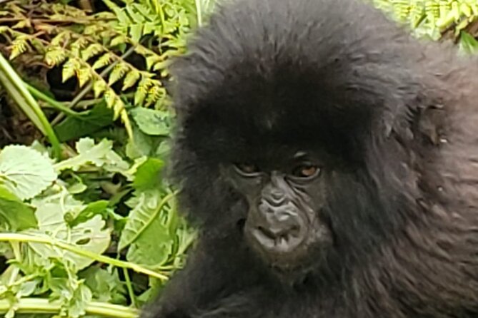 1 Day Rwanda Gorilla Trekking - Why this full-day Rwanda trip works