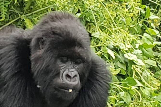 1 Day Rwanda Gorilla Trekking - Lunch and the value of the included permit