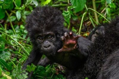 1 Day Rwanda Gorilla Trekking