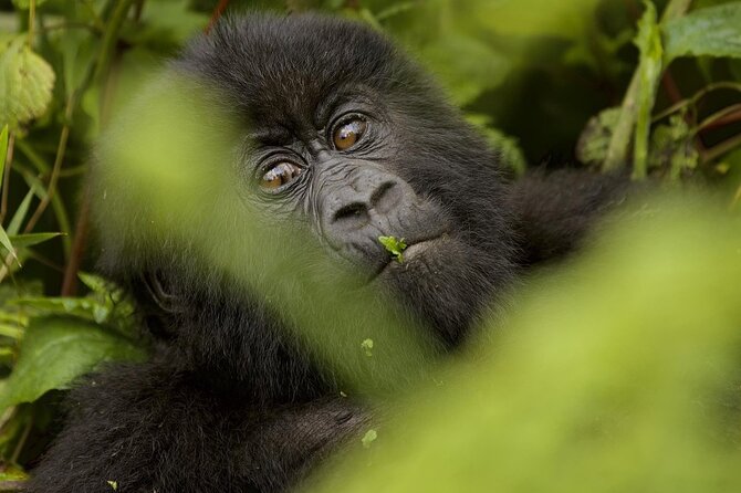 1 Day Rwanda Gorilla Trekking - Gasumo Waterfall and the final walk