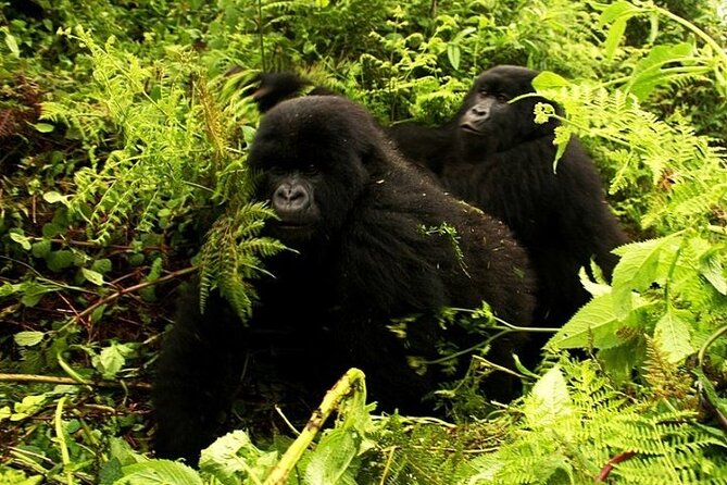 1 Day Rwanda Gorilla Trekking - Who should book this experience?