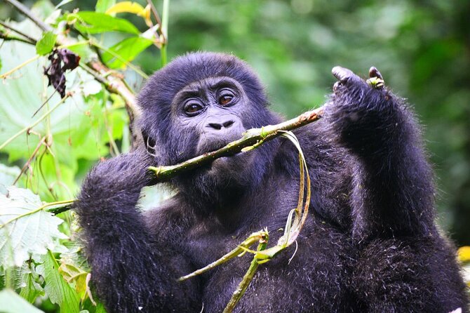 1 Day Rwanda Gorilla Trekking Tour - Coffee Stops and the Road to Musanze