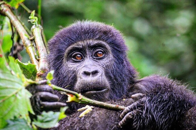 1 Day Rwanda Gorilla Trekking Tour - What the $2,687 Price Really Covers