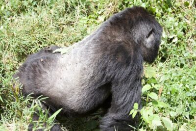 1 Day Rwanda Gorilla Trekking Tour