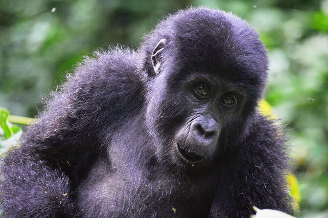 1 Day Rwanda Gorilla Trekking Tour - Lunch, Water, and Simple Comforts