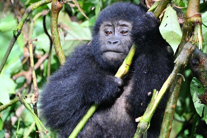 1 Day Rwanda Gorilla Trekking Tour - The Guides Make the Long Day Work