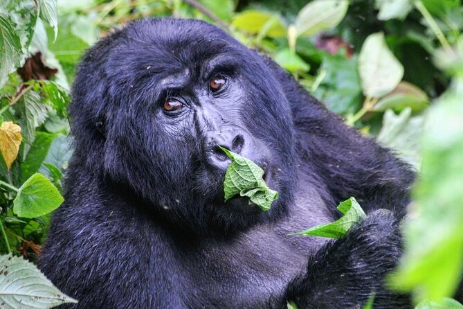 1 Day Rwanda Gorilla Trekking Tour - Who Should Book This Kigali Gorilla Trek