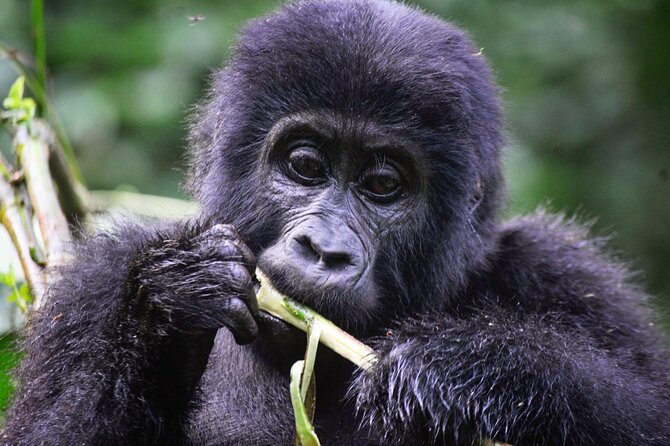 1 Day Rwanda Gorilla Trekking Tour - Booking Details and Cancellation