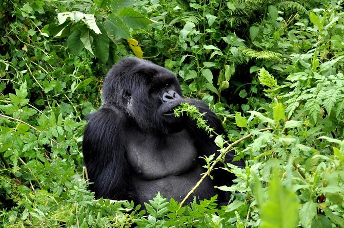 1 Day Rwanda Gorilla Trekking Tour In The Volcanoes National Park - Key points to know before booking