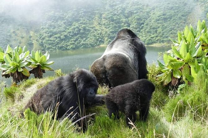 1 Day Rwanda Gorilla Trekking Tour In The Volcanoes National Park - Why this one-day trek works from Kigali