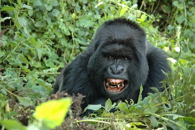 1 Day Rwanda Gorilla Trekking Tour In The Volcanoes National Park - The one-hour gorilla encounter