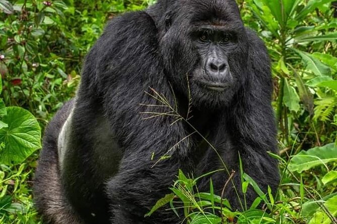 1 Day Rwanda Gorilla Trekking Tour In The Volcanoes National Park - What the $360 price really covers