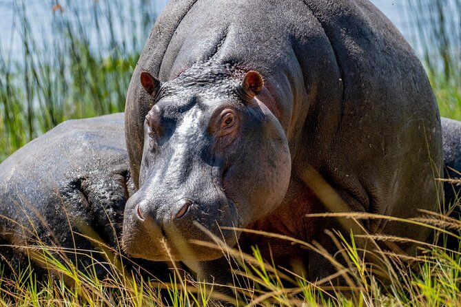 1 Day Safari to Akagera national park-Big5 Safari - Why Akagera makes sense as a Kigali day trip