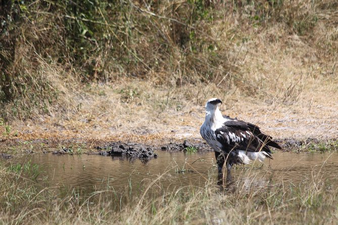 1 Day Safari to Akagera national park-Big5 Safari - Registration at Akagera and the first game drive