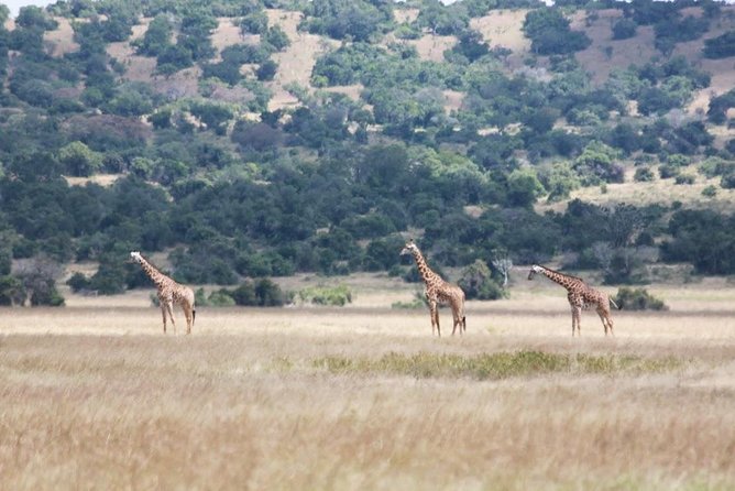 1 Day Safari to Akagera national park-Big5 Safari - Lake Ihema at 2:00 pm