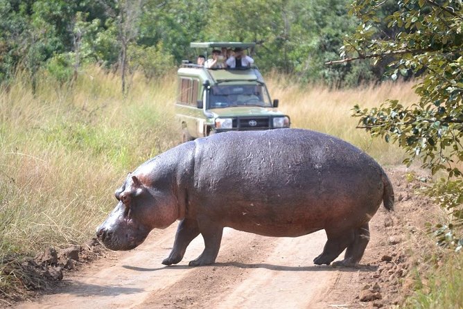 1 Day Safari to Akagera national park-Big5 Safari - A small group with named guides